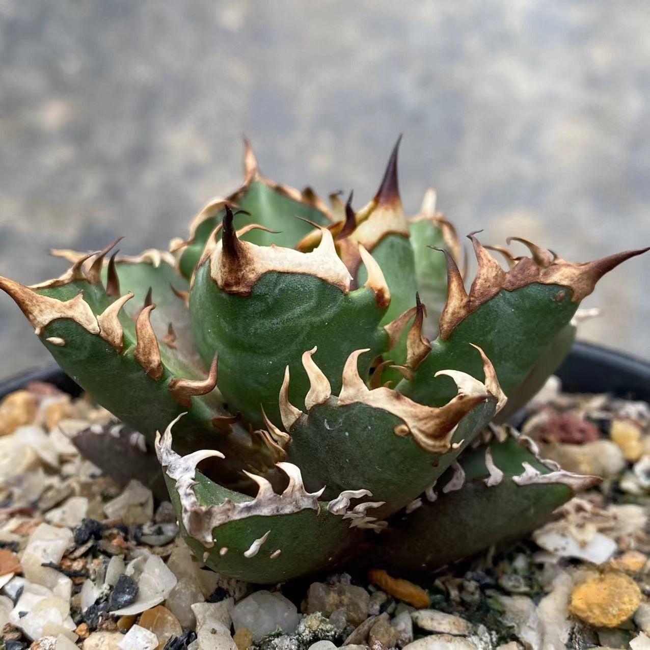 4-10cm Agave oteroi 'Red Catweezle' （subadult）