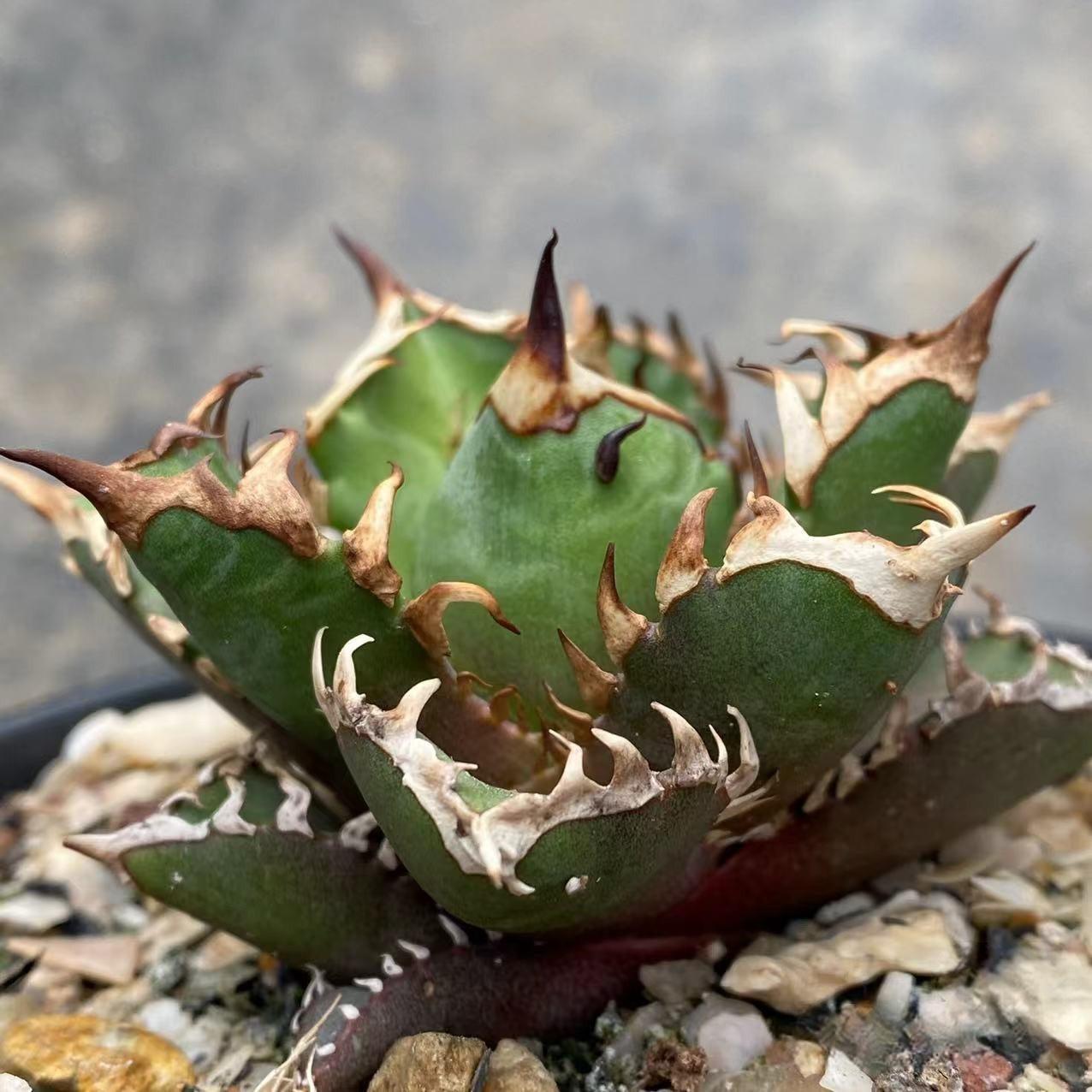 4-10cm Agave oteroi 'Red Catweezle'