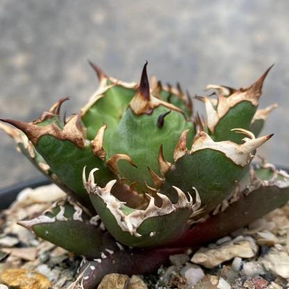 4-10cm Agave oteroi 'Red Catweezle'