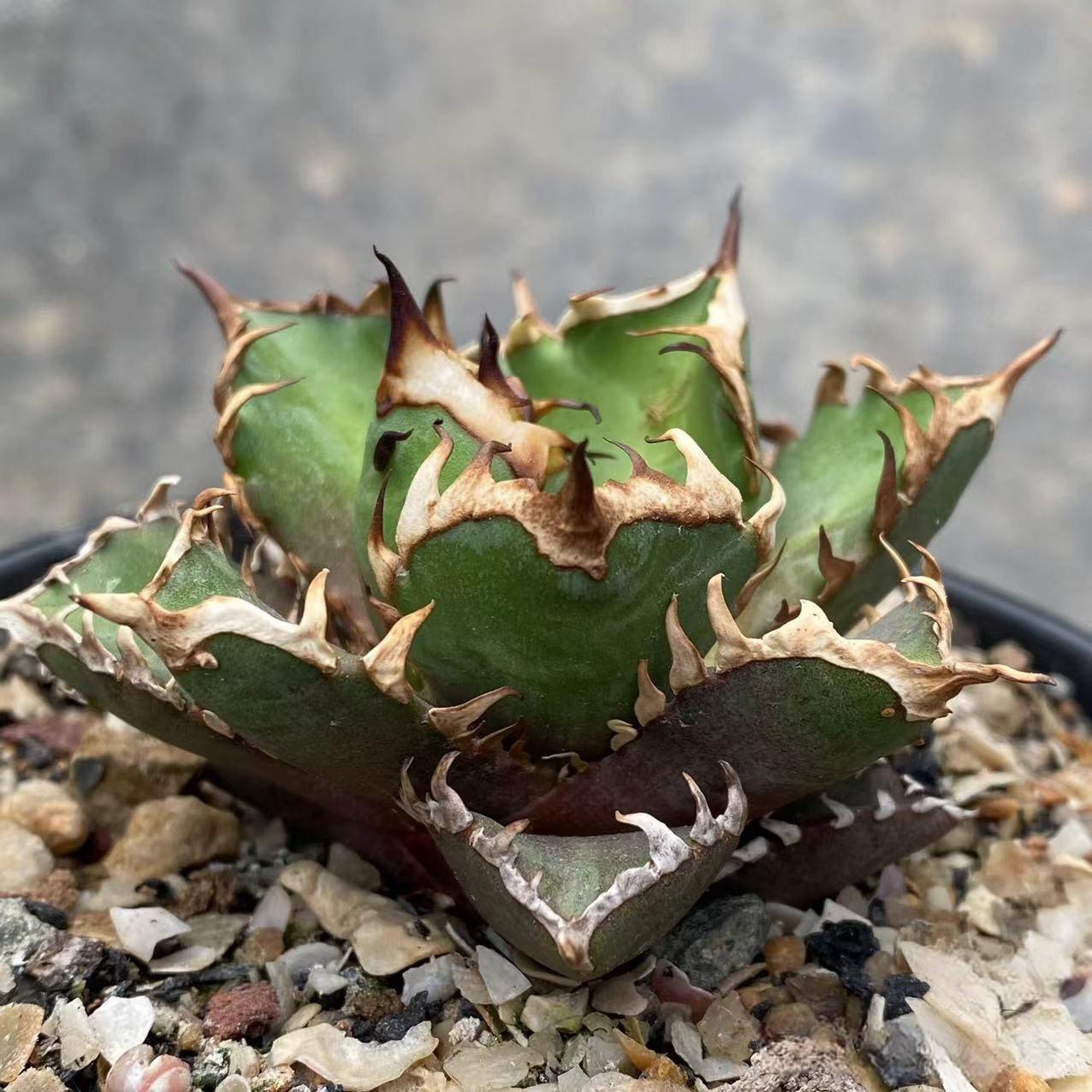 4-10cm Agave oteroi 'Red Catweezle'