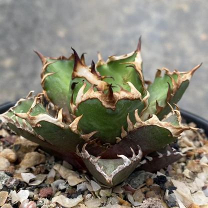 4-10cm Agave oteroi 'Red Catweezle'