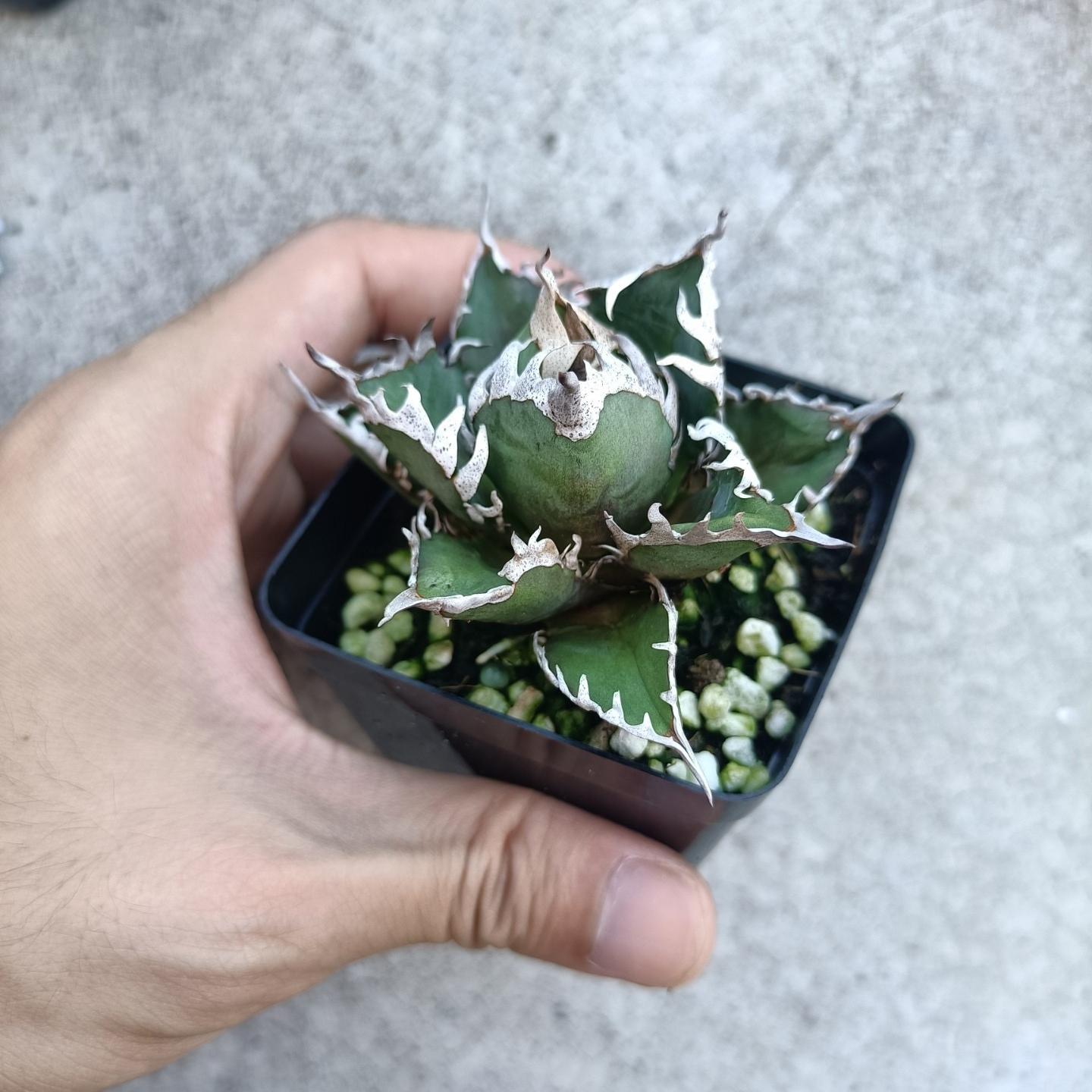 4-10cm Agave oteroi 'Red Catweezle' （subadult）