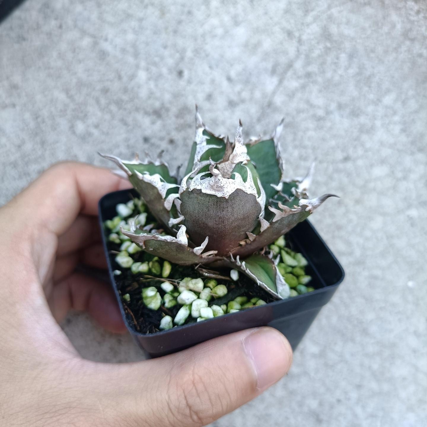 4-10cm Agave oteroi 'Red Catweezle' （subadult）