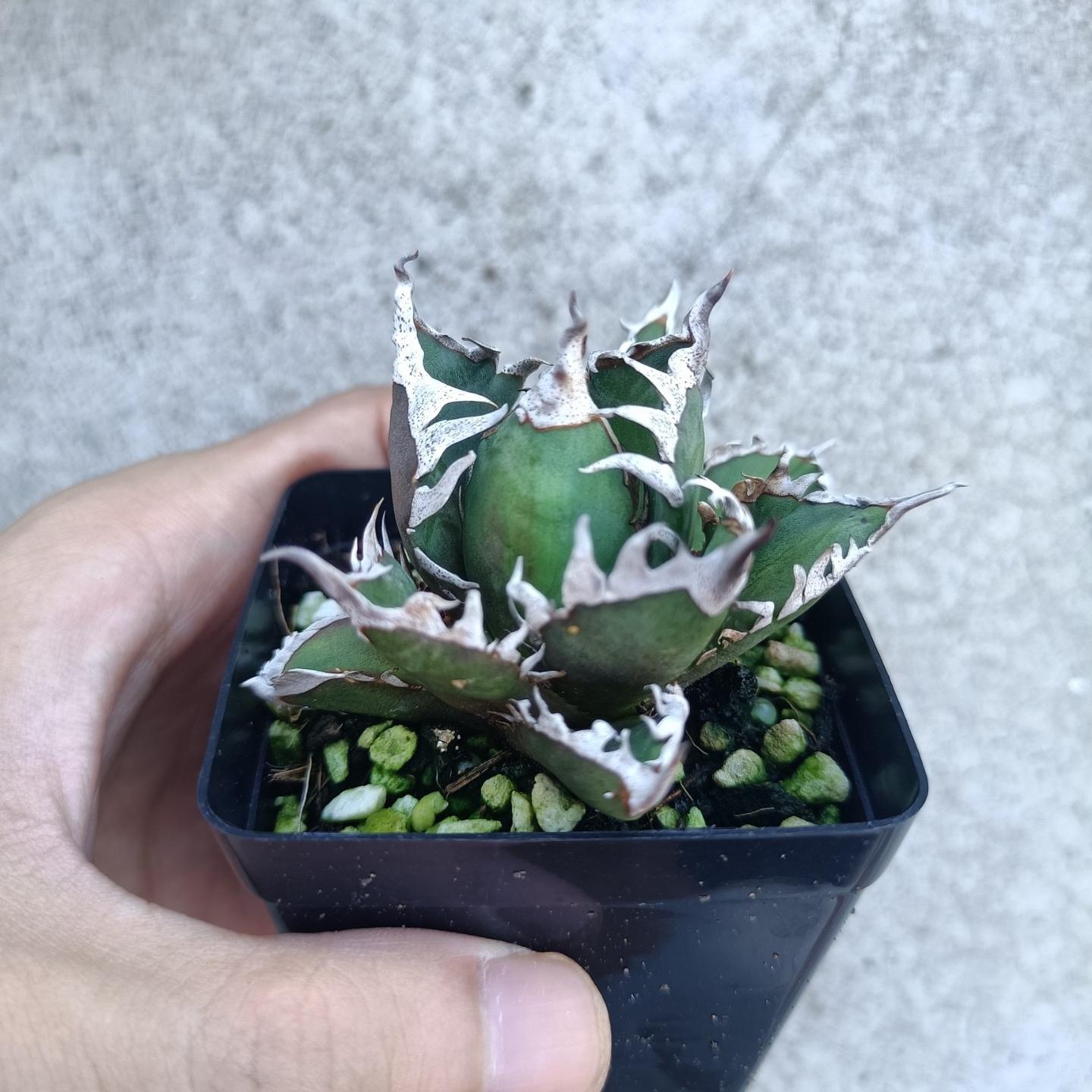 4-10cm Agave oteroi 'Red Catweezle' （subadult）