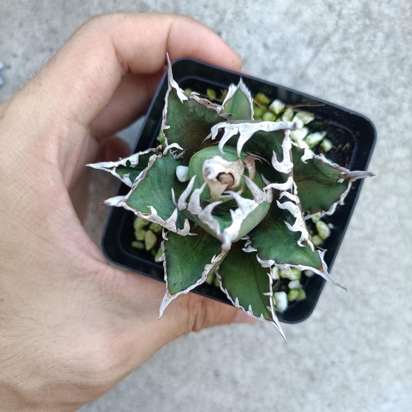 4-10cm Agave oteroi 'Red Catweezle' （subadult）