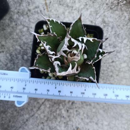 4-10cm Agave oteroi 'Red Catweezle' （subadult）