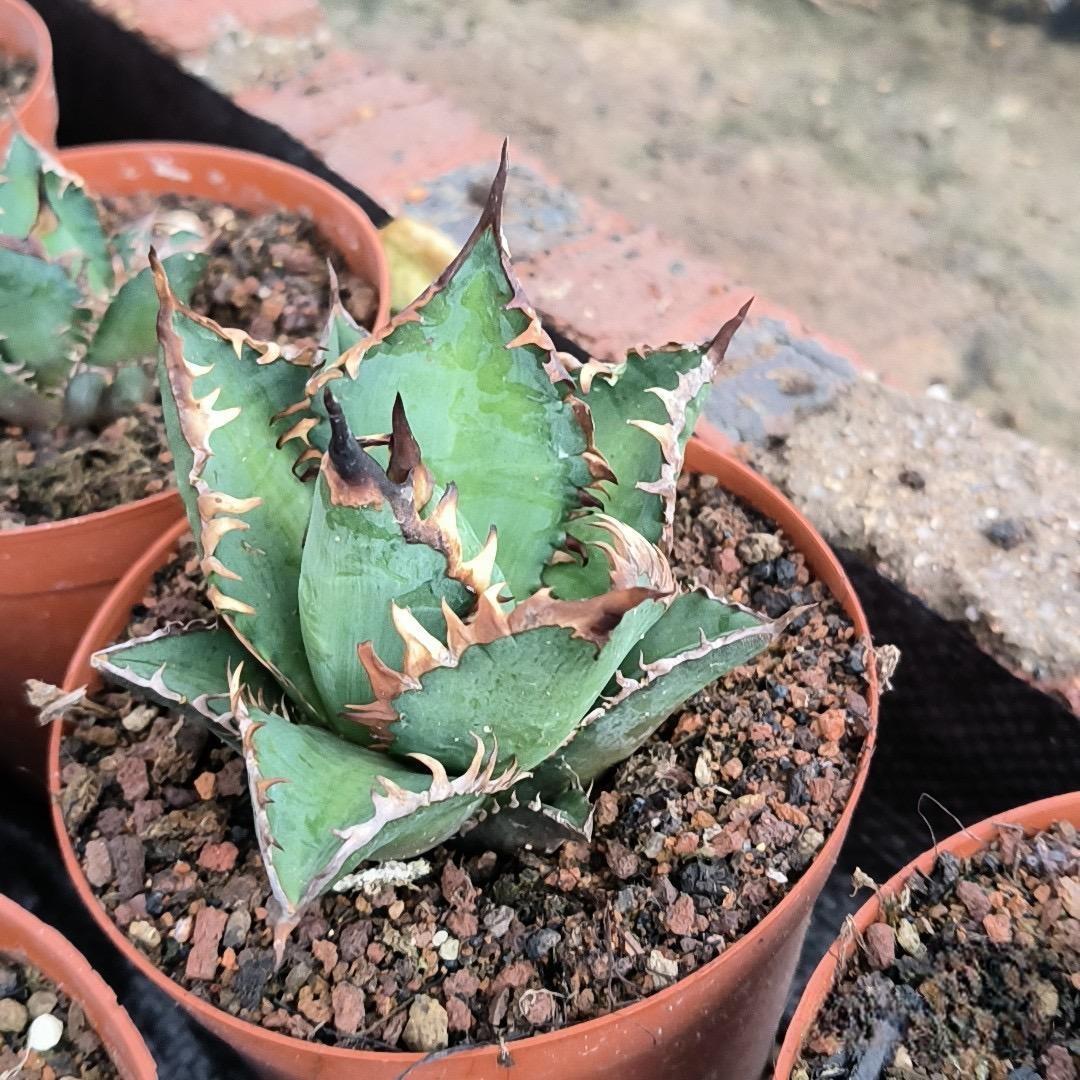 2-6cm Agave oteroi 'Red Catweezle'（tissue culture）