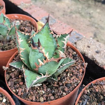 2-6cm Agave oteroi 'Red Catweezle'（tissue culture）