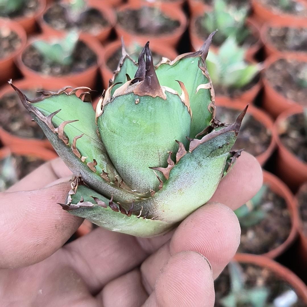 2-6cm Agave oteroi 'Red Catweezle'（tissue culture）