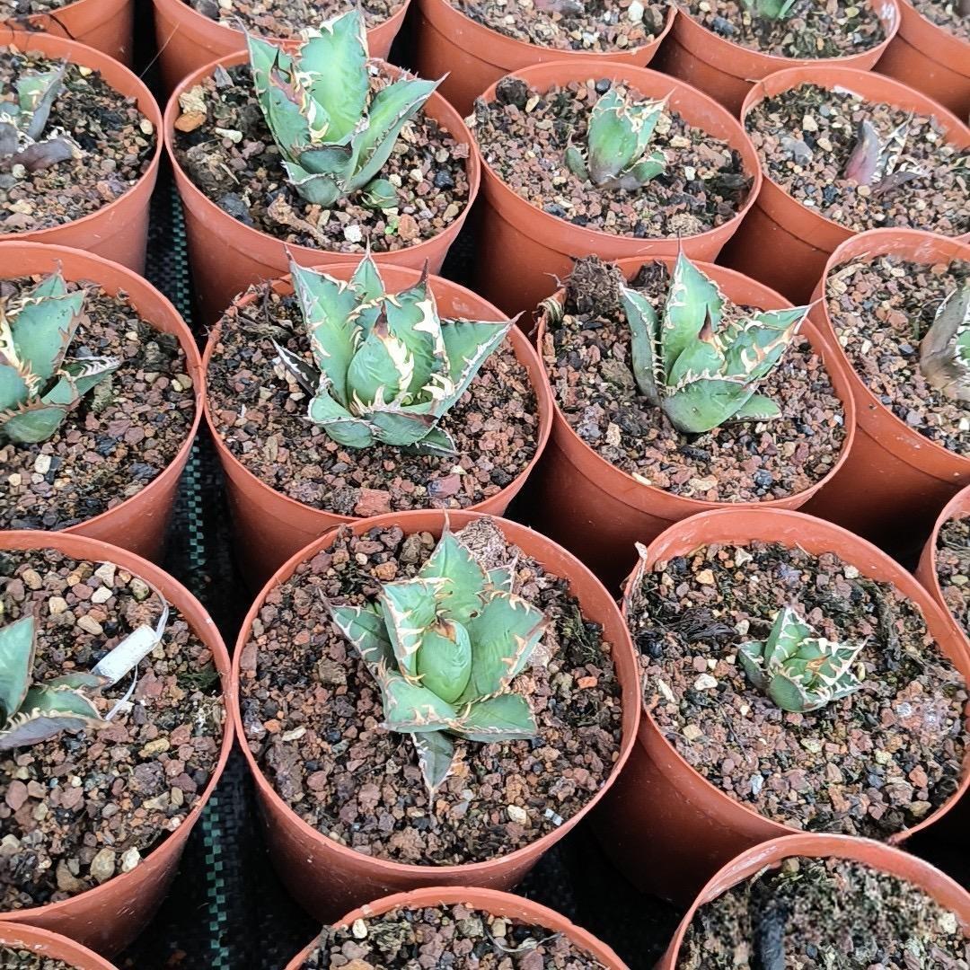 2-6cm Agave oteroi 'Red Catweezle'（tissue culture）