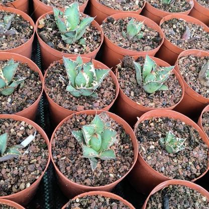 2-6cm Agave oteroi 'Red Catweezle'（tissue culture）