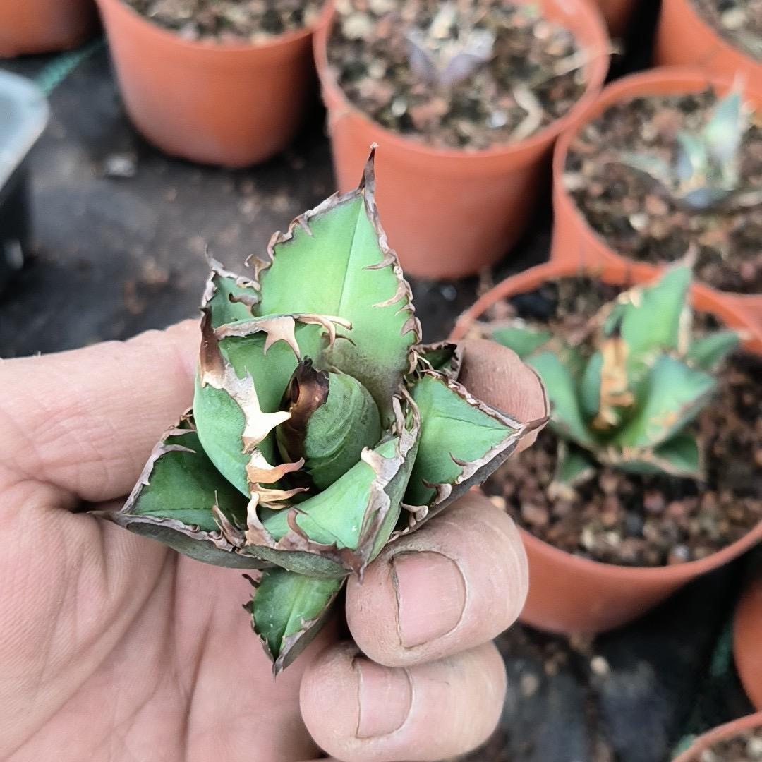2-6cm Agave oteroi 'Red Catweezle'（tissue culture）