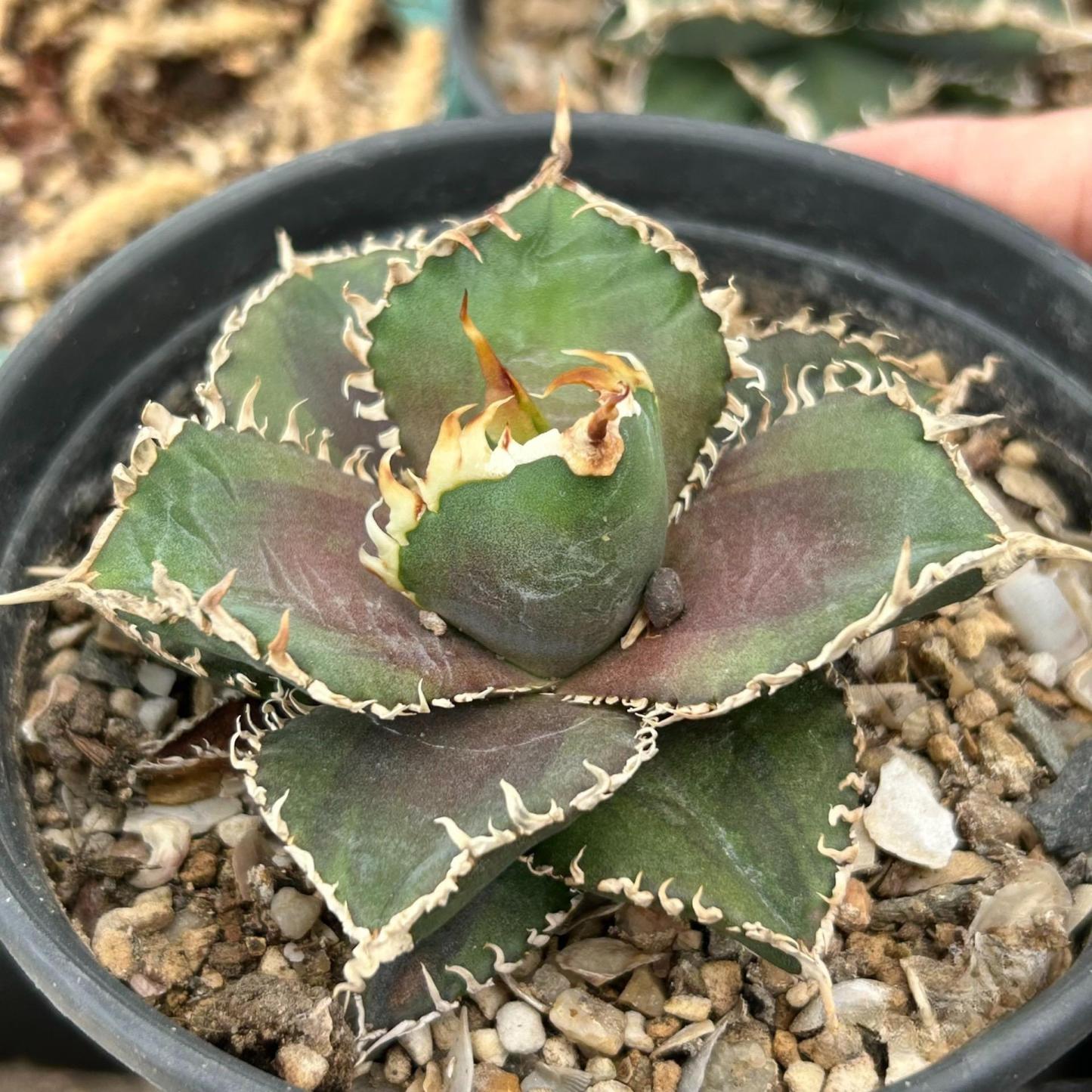 4-6cm Agave Titanota 'King Kong'（tissue culture）