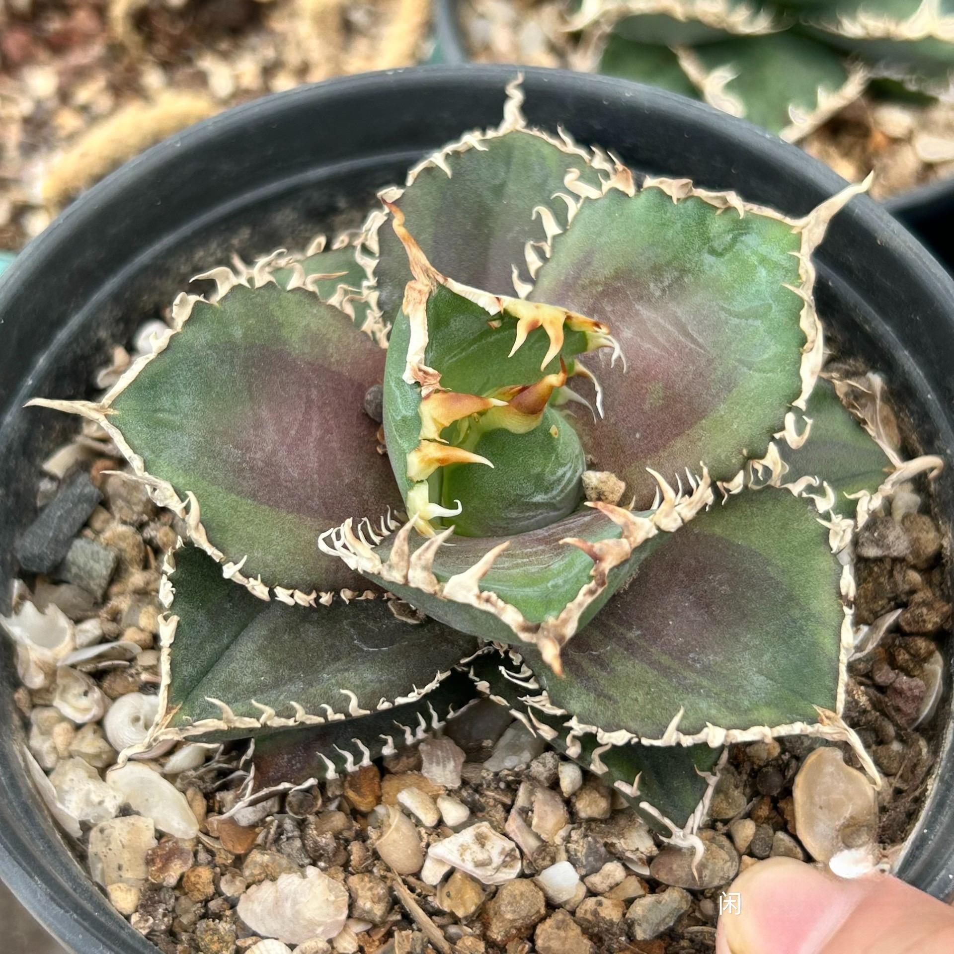 4-8cm Agave Titanota 'King Kong'