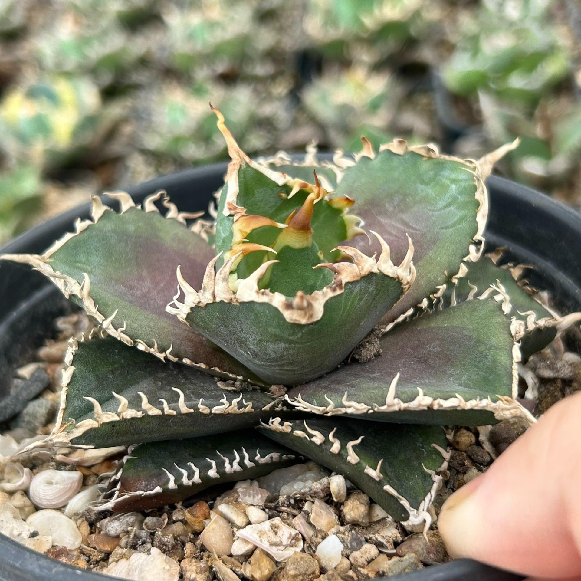 4-8cm Agave Titanota 'King Kong'