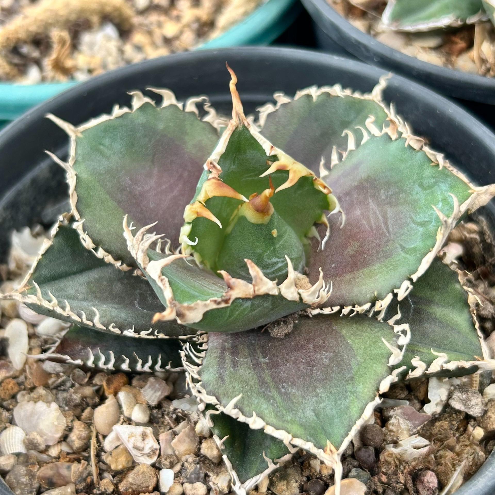 4-8cm Agave Titanota 'King Kong'