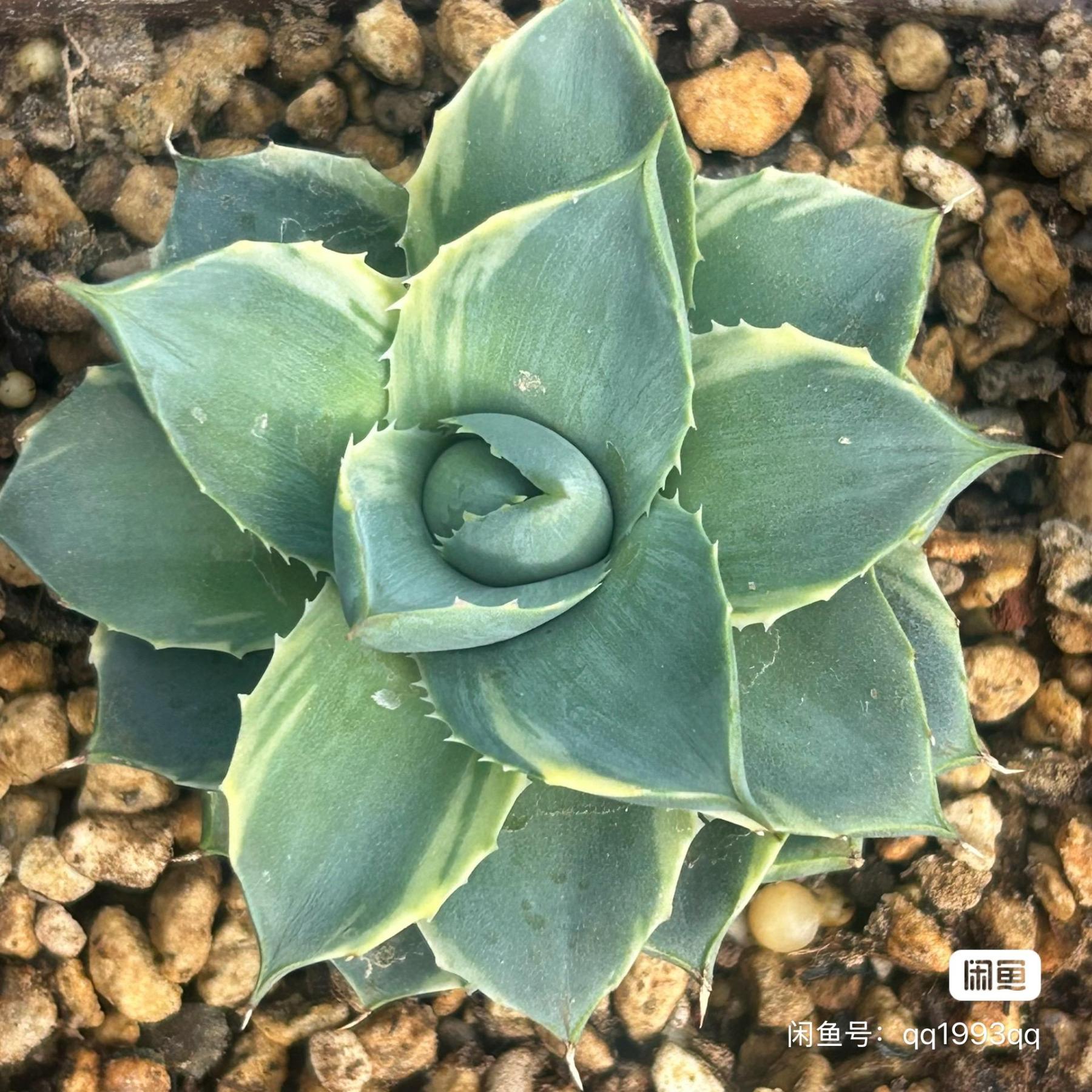 3-4cm Agave 'Blue Glow' 