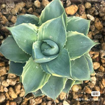 3-4cm Agave 'Blue Glow' 