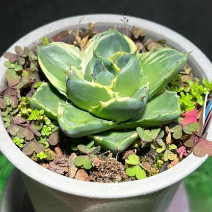 3-4cm Agave 'Blue Glow' 