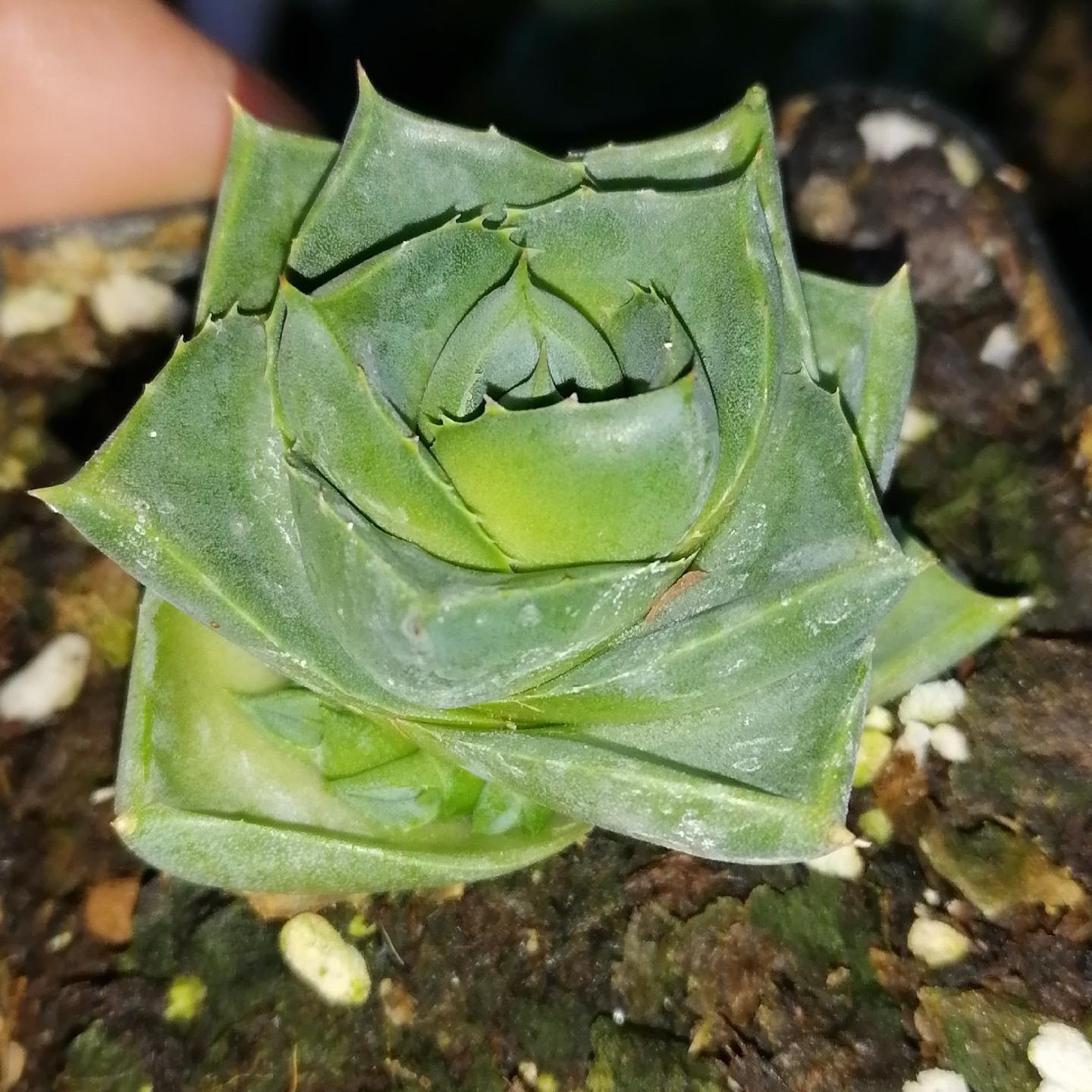 3-4cm Agave 'Blue Glow' 