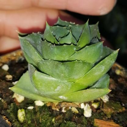 3-4cm Agave 'Blue Glow' 