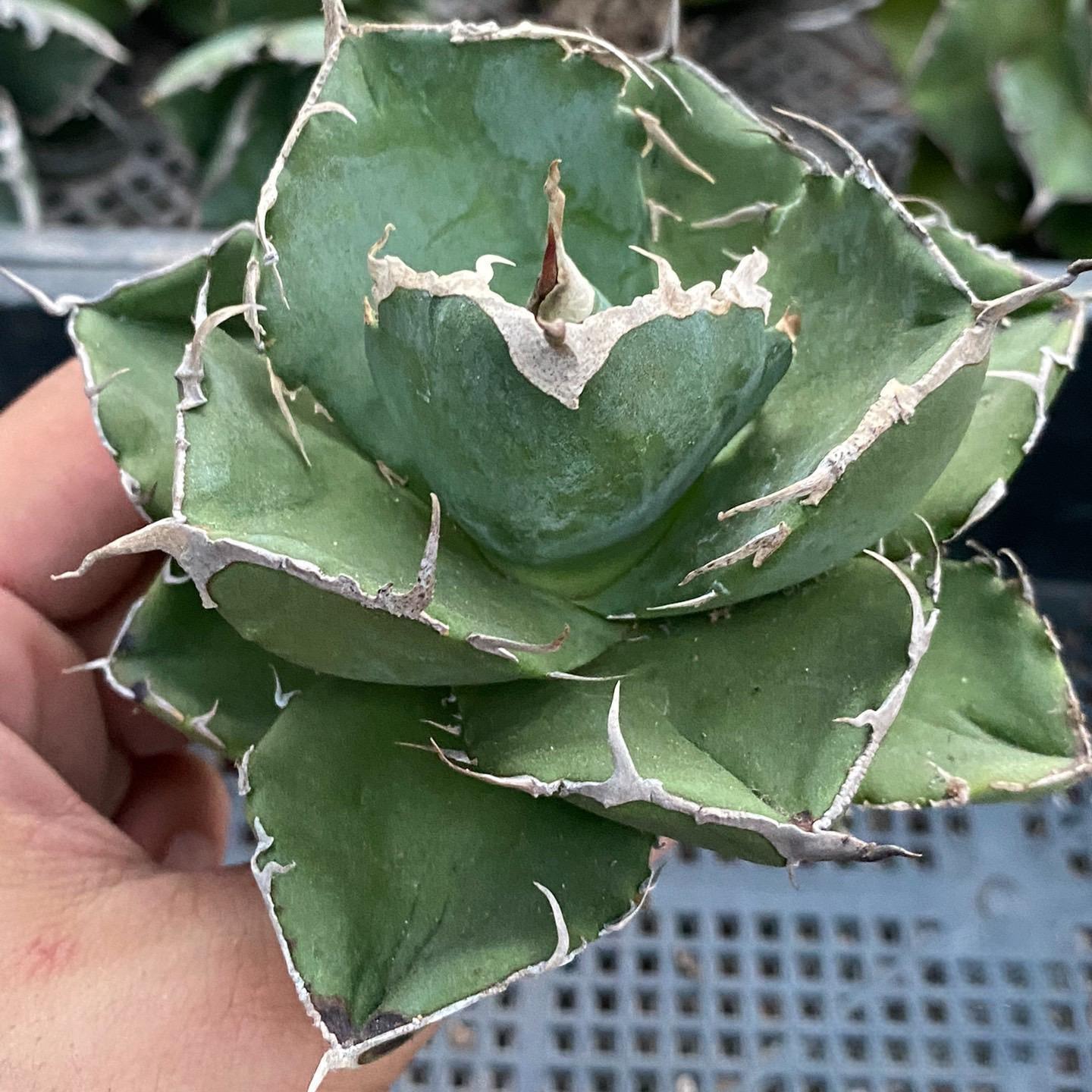 4-10cm Agave titanota Juggernaut
