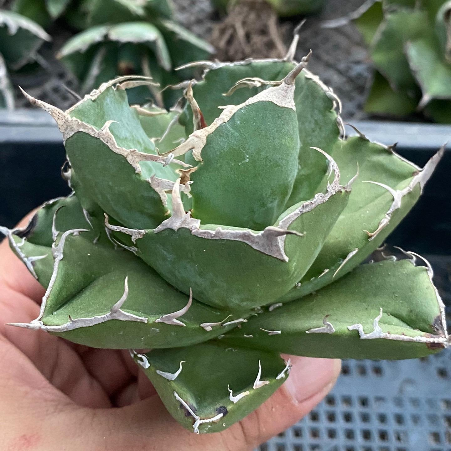 4-10cm Agave titanota Juggernaut