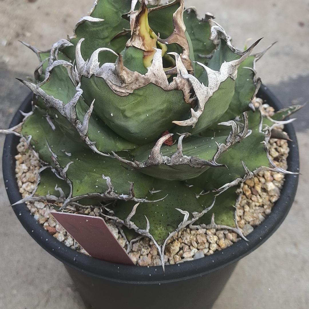 5-14cm Agave oteroi 'Red Catweezle'