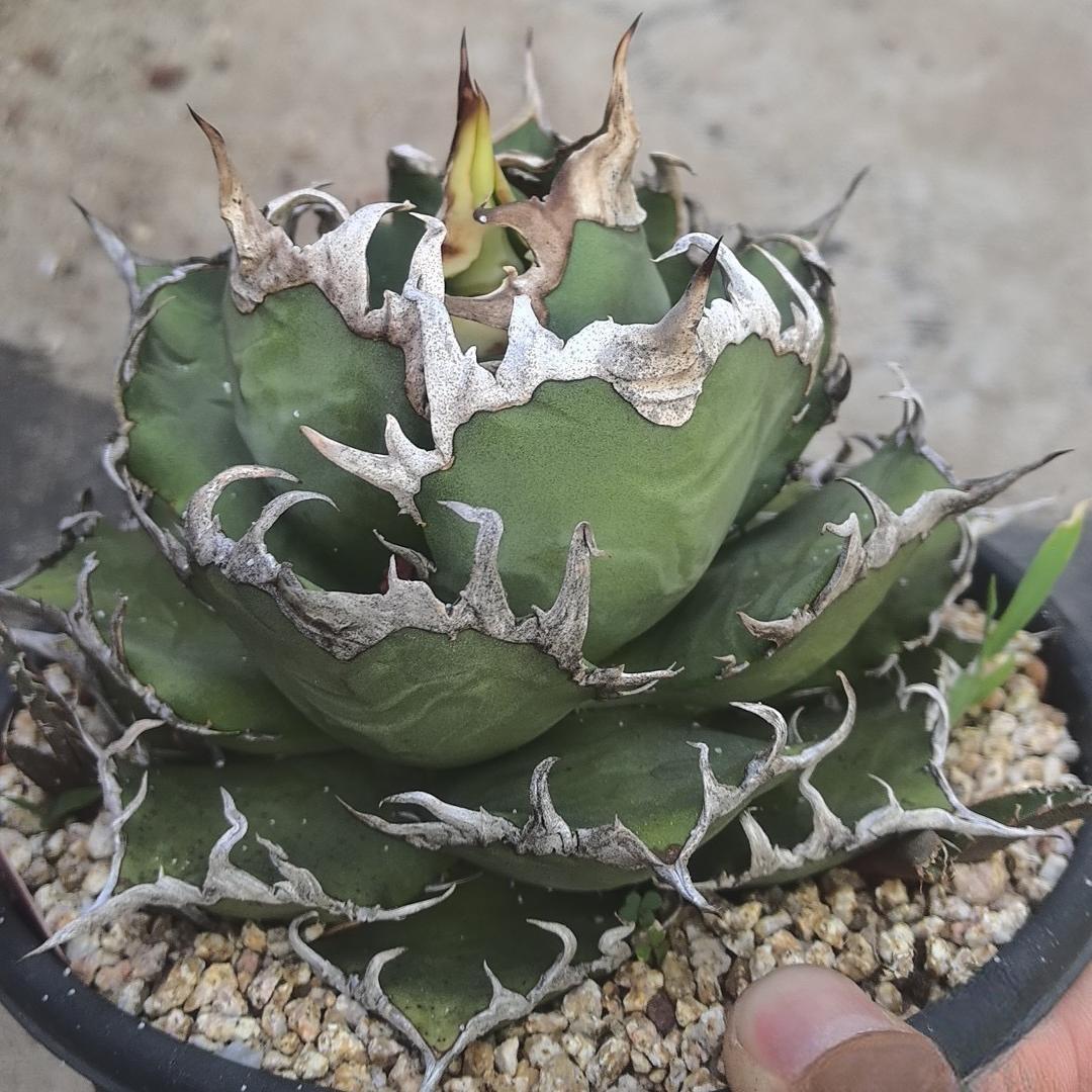 5-14cm Agave oteroi 'Red Catweezle'