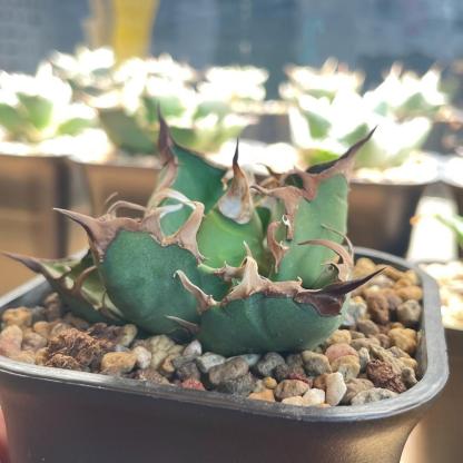 5-14cm Agave oteroi 'Red Catweezle'