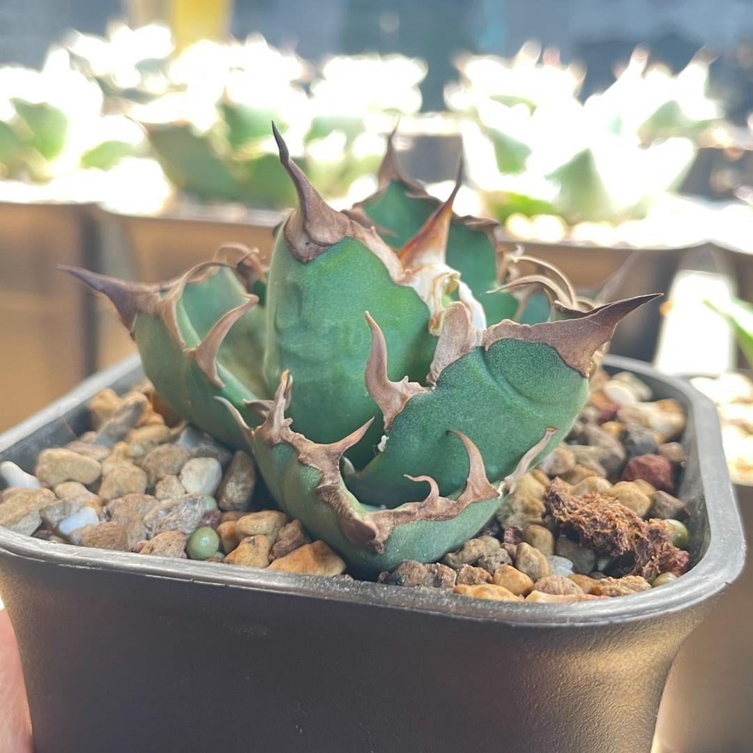 5-14cm Agave oteroi 'Red Catweezle'