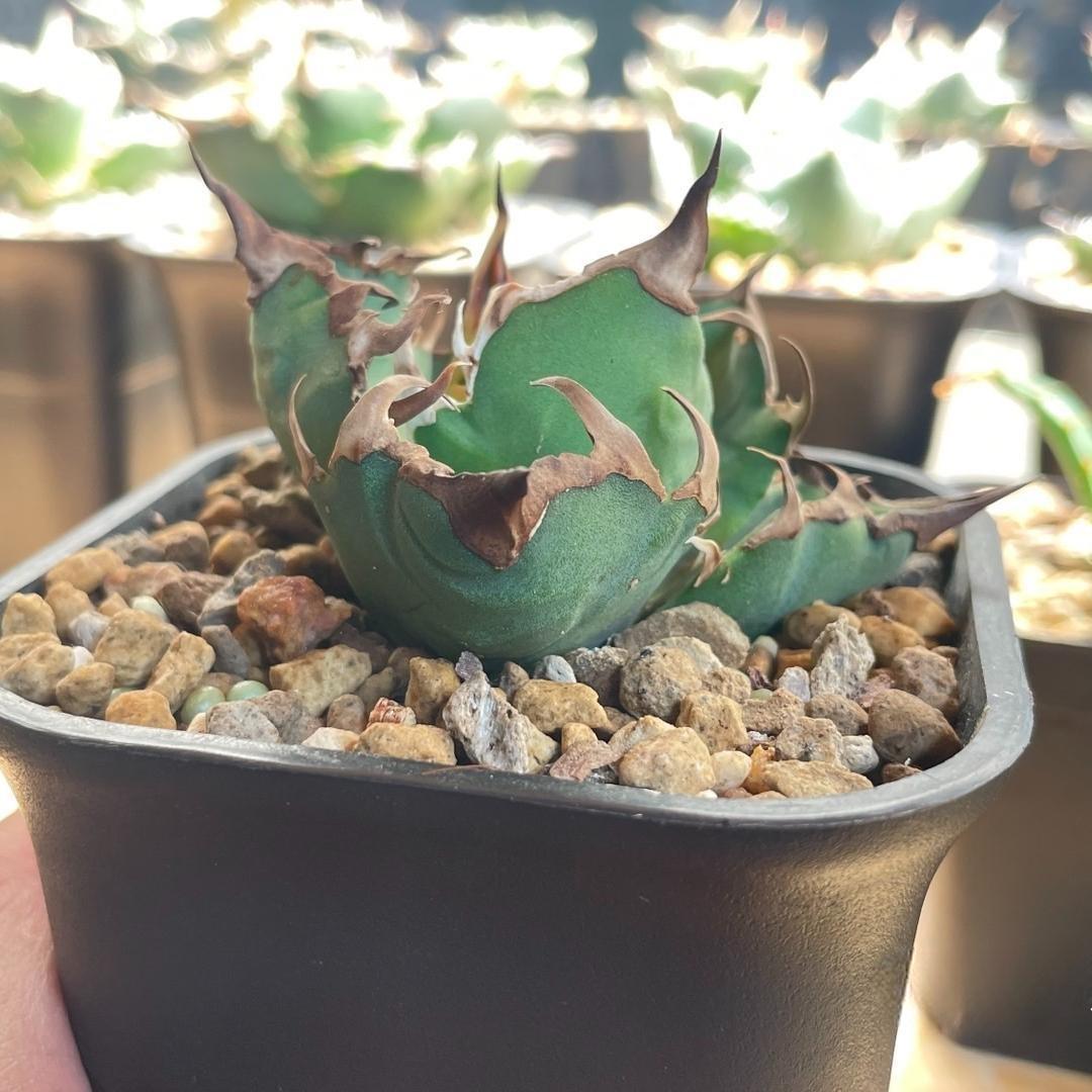 5-14cm Agave oteroi 'Red Catweezle'