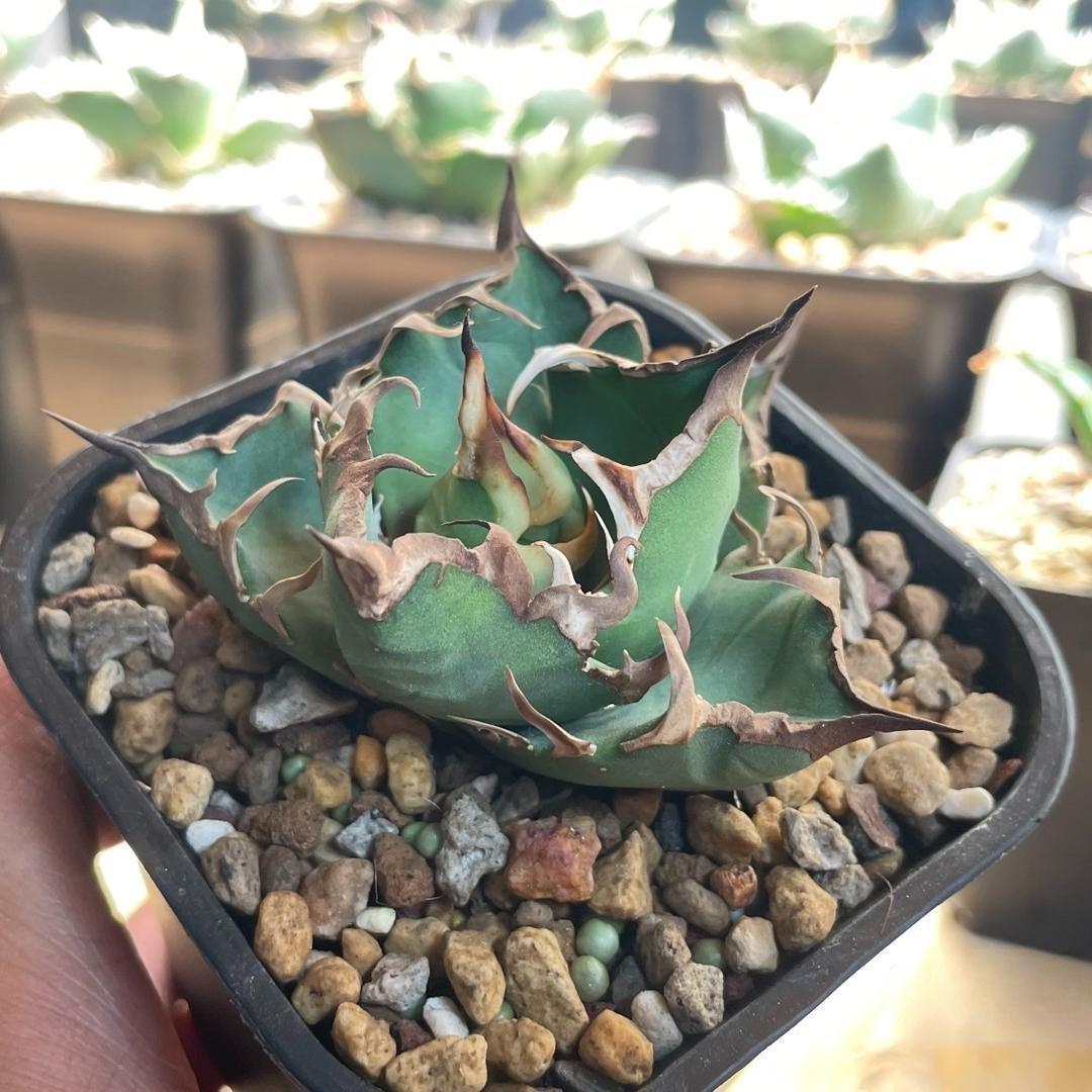 5-14cm Agave oteroi 'Red Catweezle'