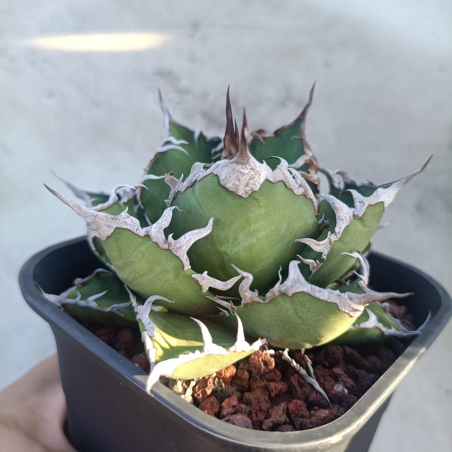 5-14cm Agave oteroi 'Red Catweezle'