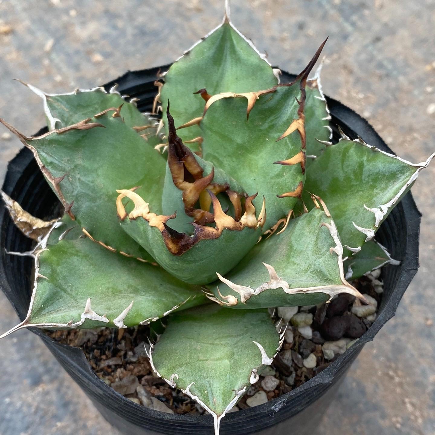 3-12cm Agave Titanota ‘Haou-ryu’