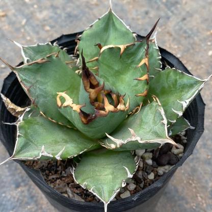 3-12cm Agave Titanota ‘Haou-ryu’