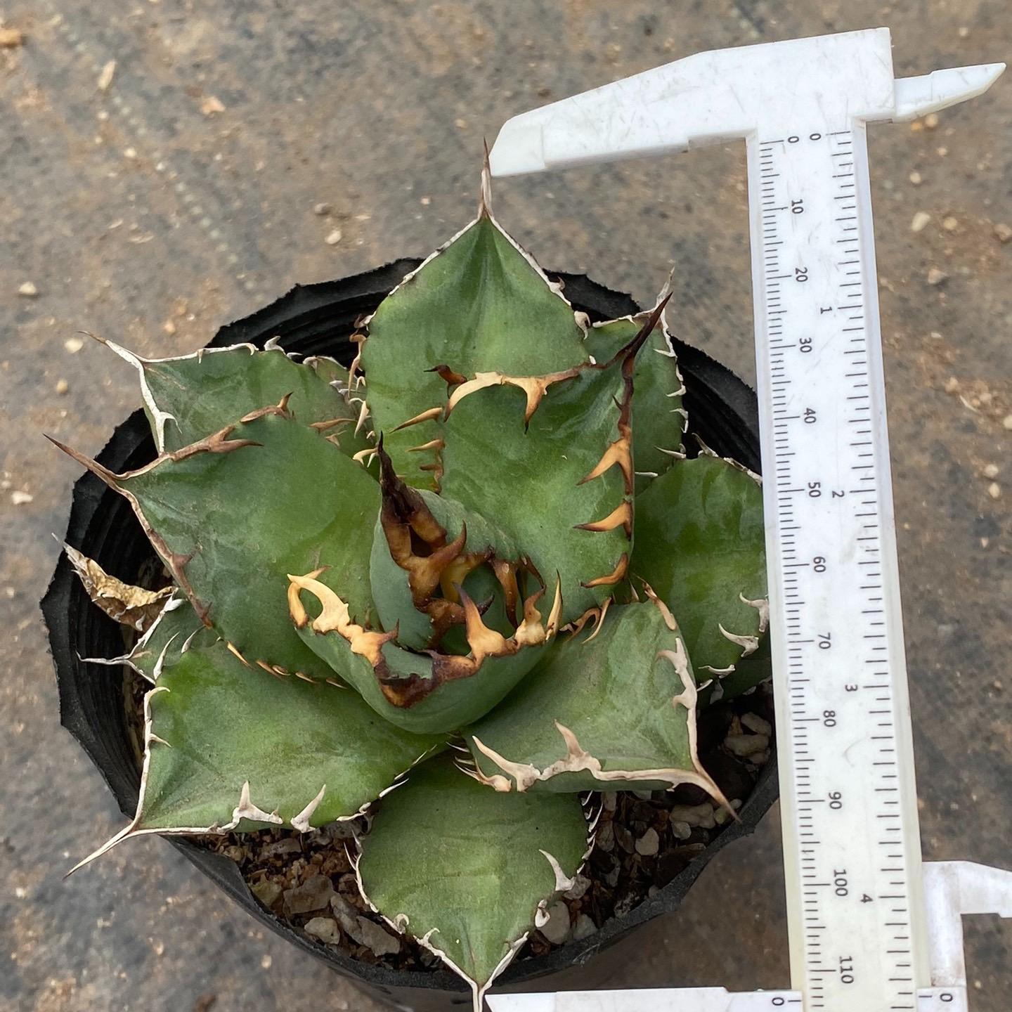 3-12cm Agave Titanota ‘Haou-ryu’