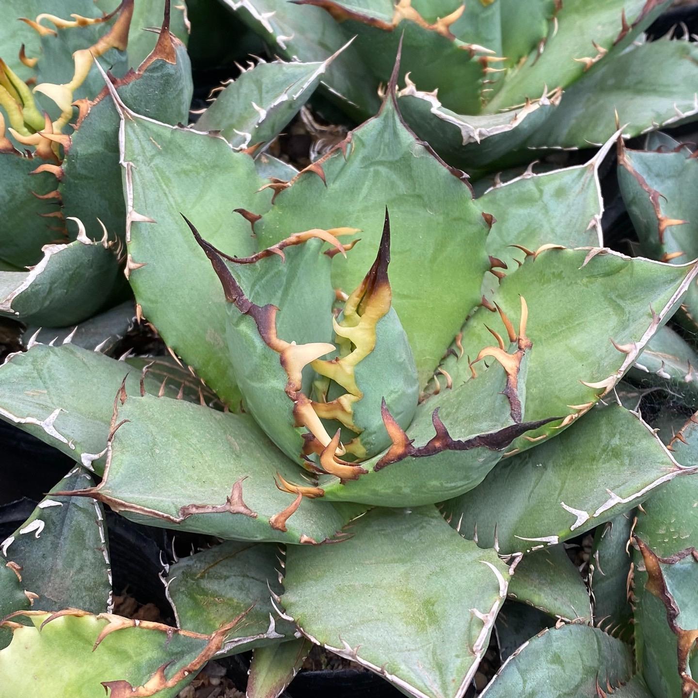 3-12cm Agave Titanota ‘Haou-ryu’