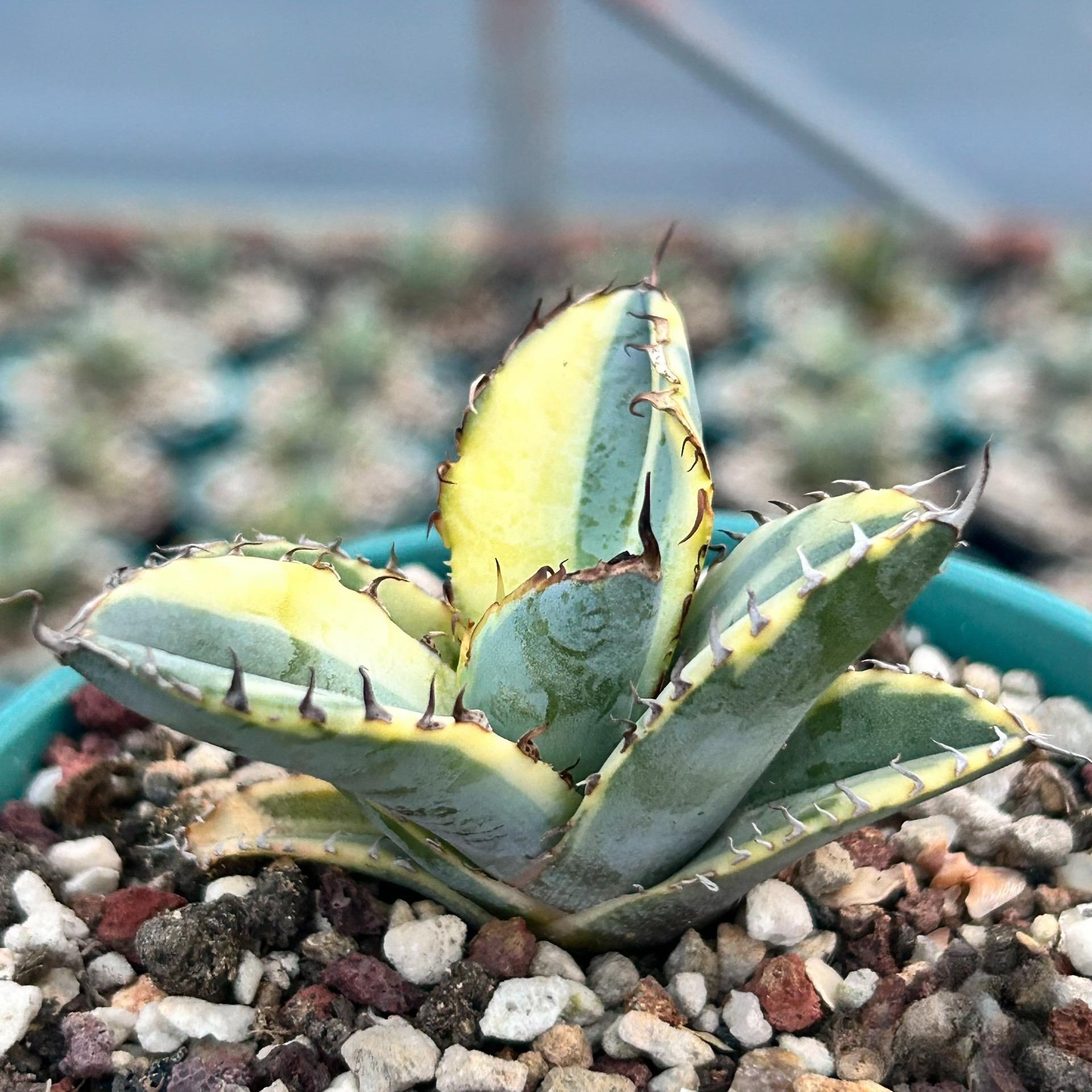 4-10cm Agave titanota 'Black and Blue' （variegated）