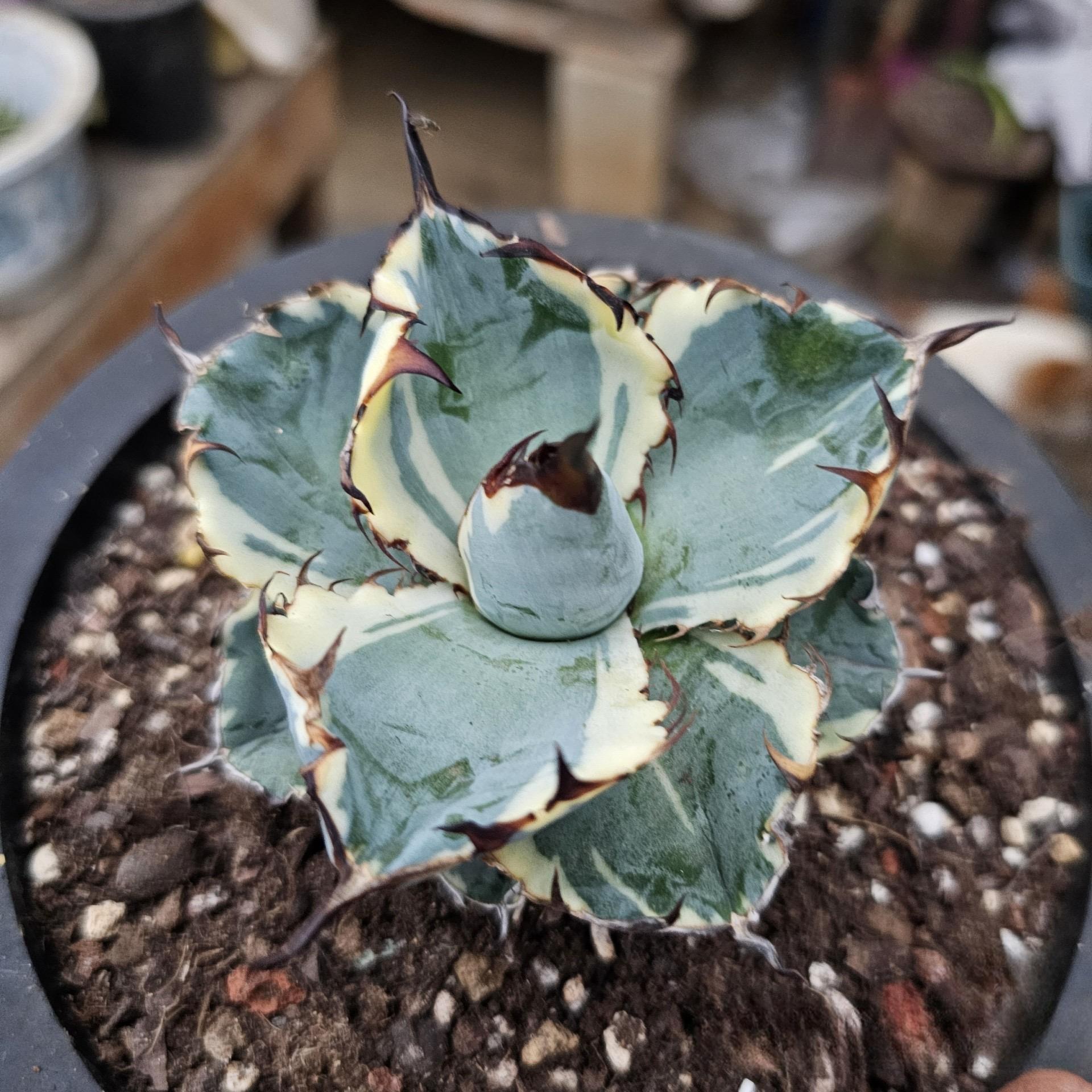 4-10cm Agave titanota 'Black and Blue' （variegated）