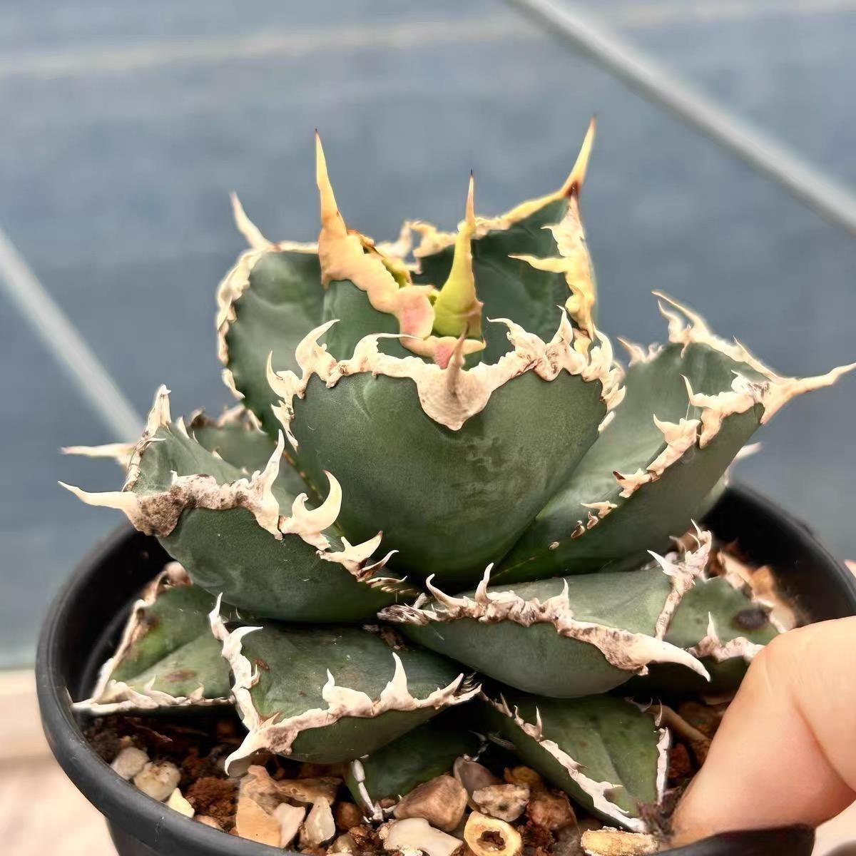4-12cm Agave Titanota Werewolf – Succulent Purrs