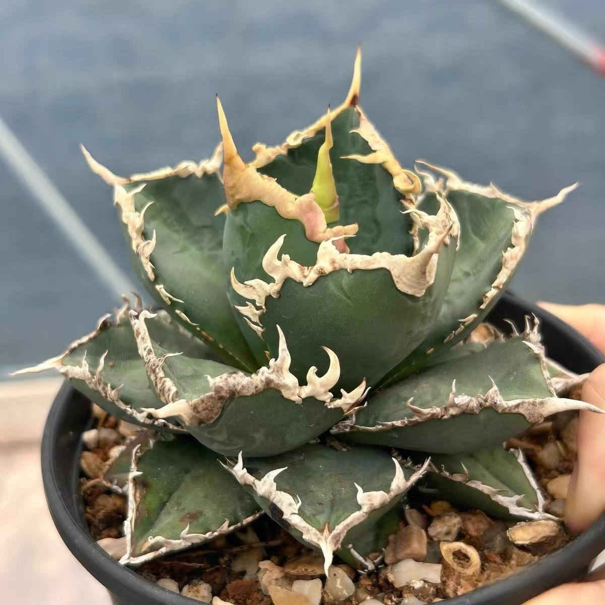 4-12cm Agave Titanota Werewolf – Succulent Purrs
