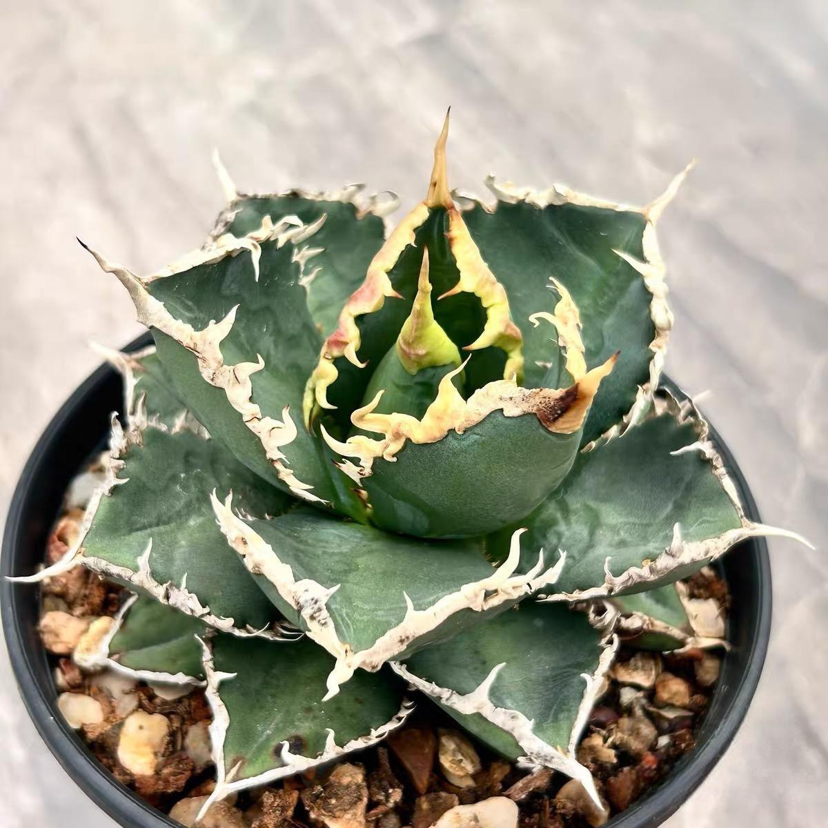 その他 Ozwrt Spirit of Agave titanota 4-12cm Agave Titanota Werewolf – Succulent Purrs