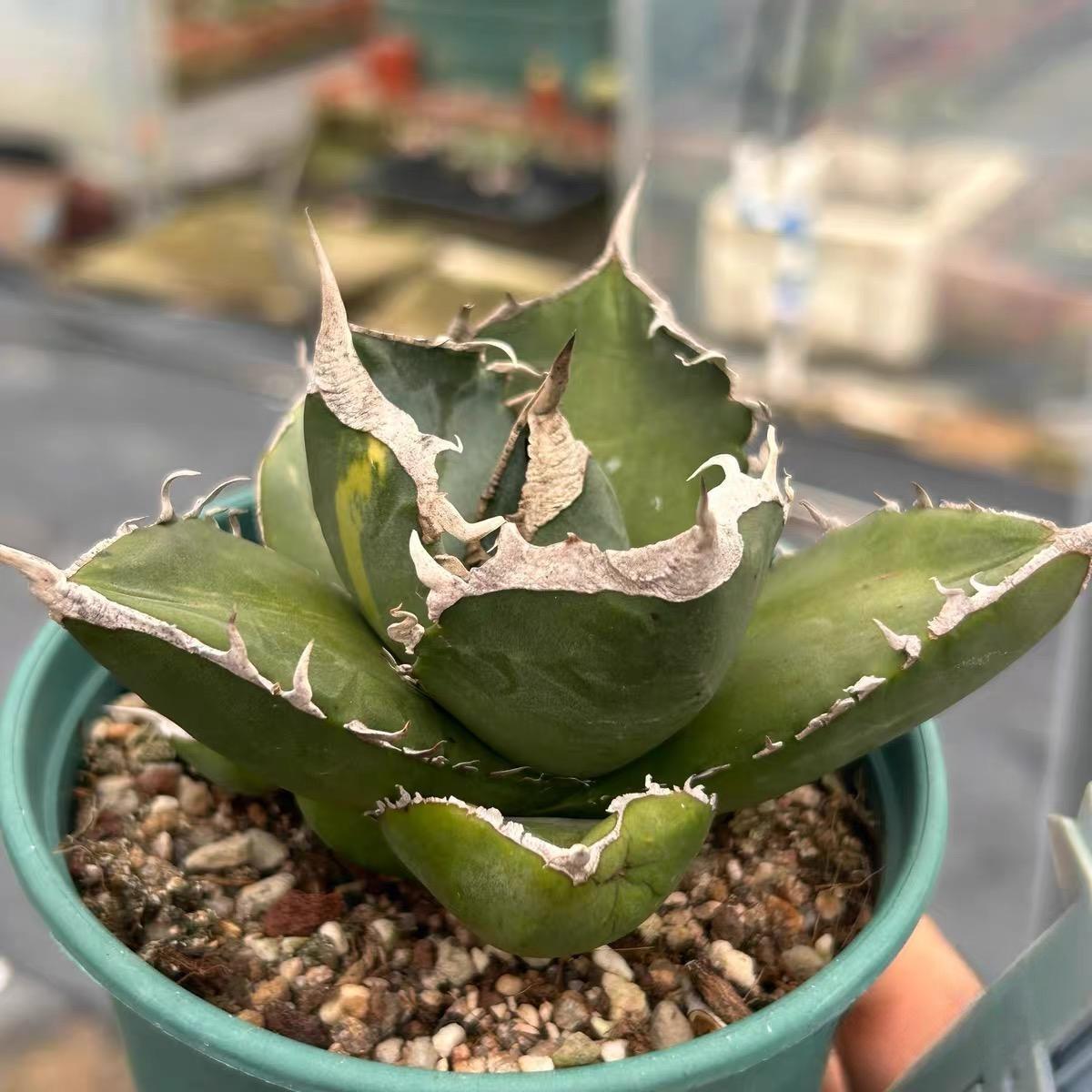 3-10cm Agave titanota “SAD” 