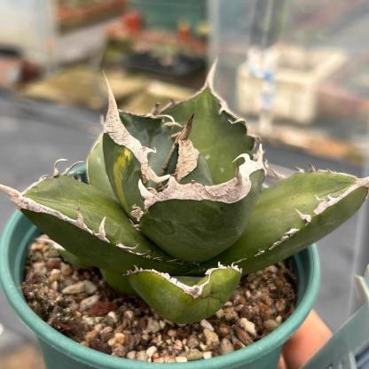 3-10cm Agave titanota “SAD” 