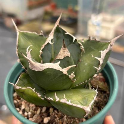 3-10cm Agave titanota “SAD” 