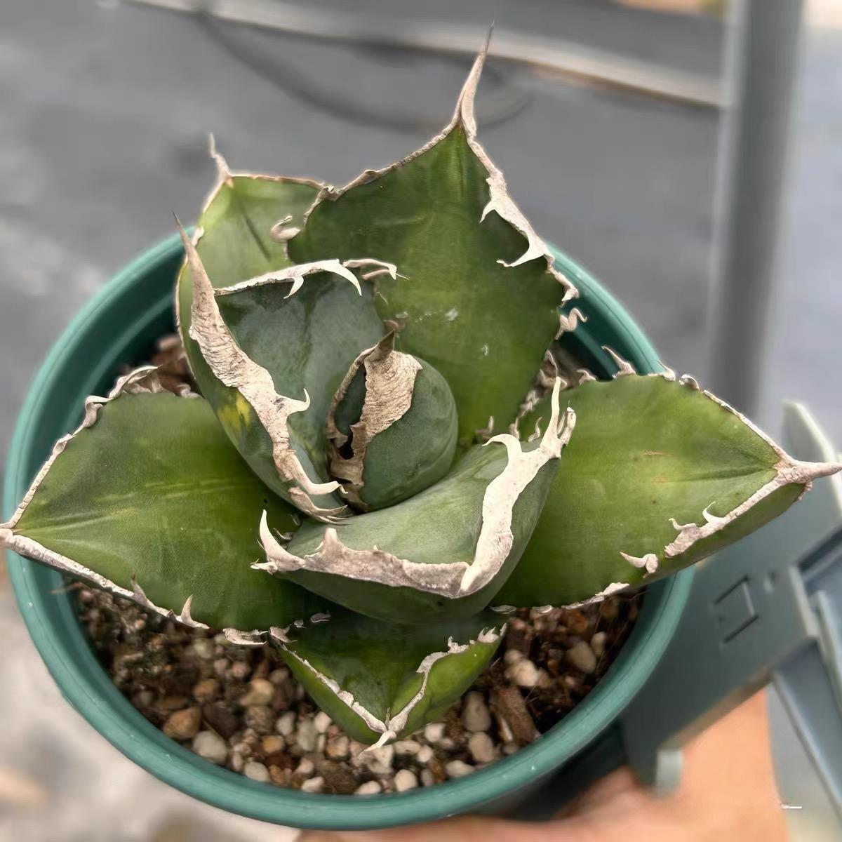 3-10cm Agave titanota “SAD” 