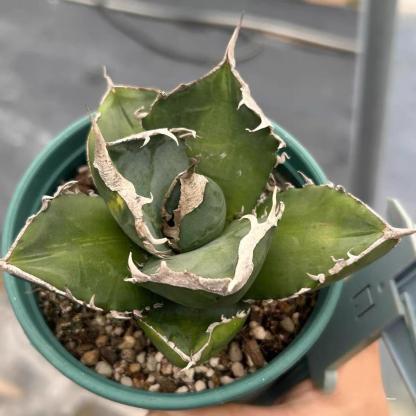 3-10cm Agave titanota “SAD” 