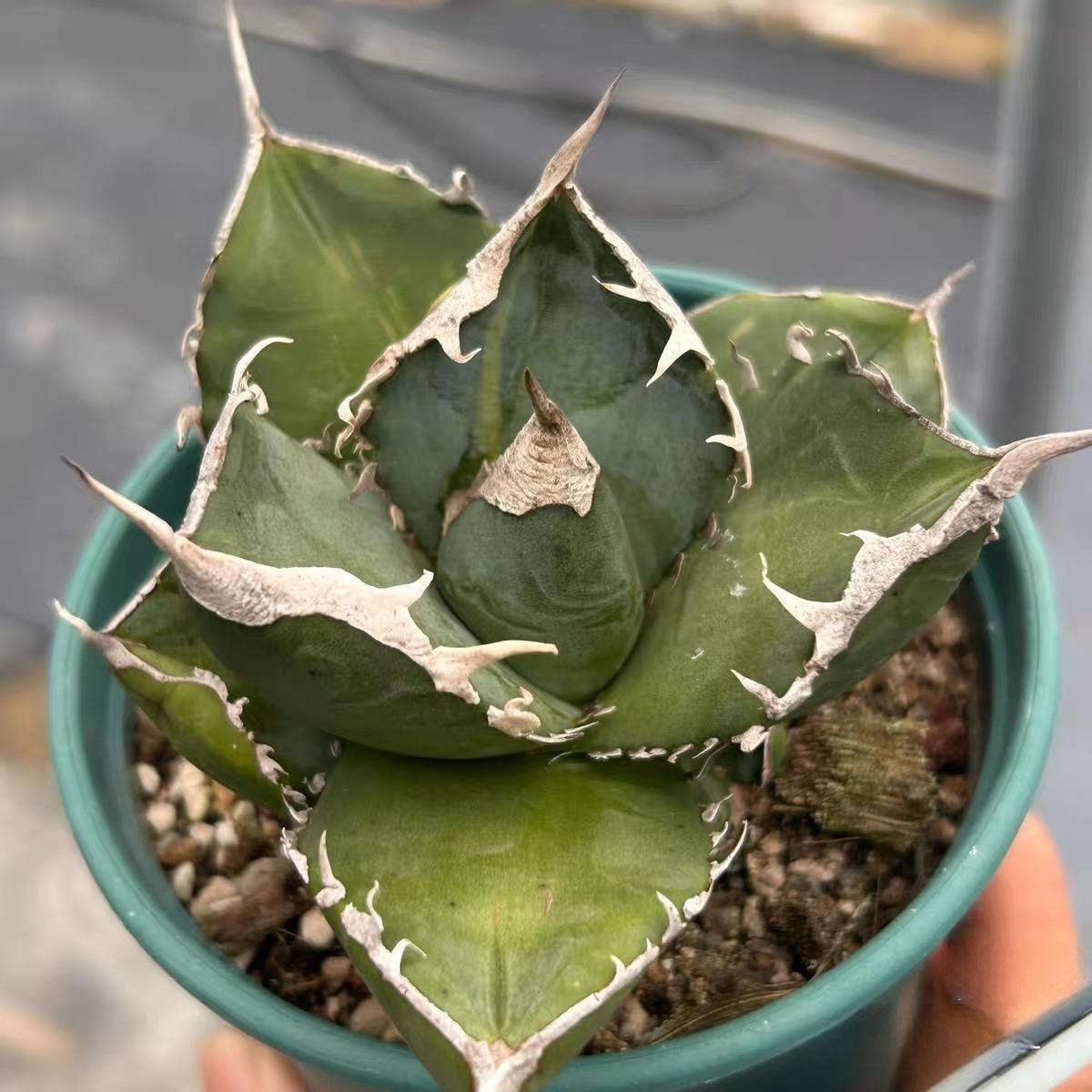 3-10cm Agave titanota “SAD” 