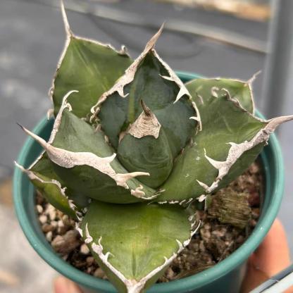 3-10cm Agave titanota “SAD” 